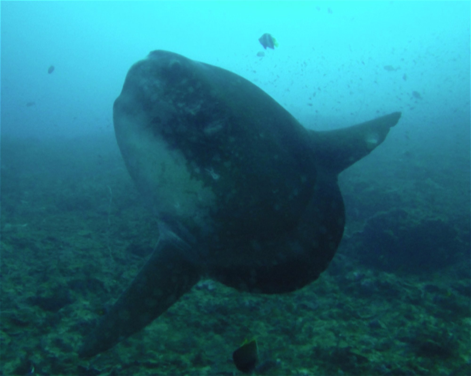 BALI FUN DIVING, 80224 Denpasar Selatan