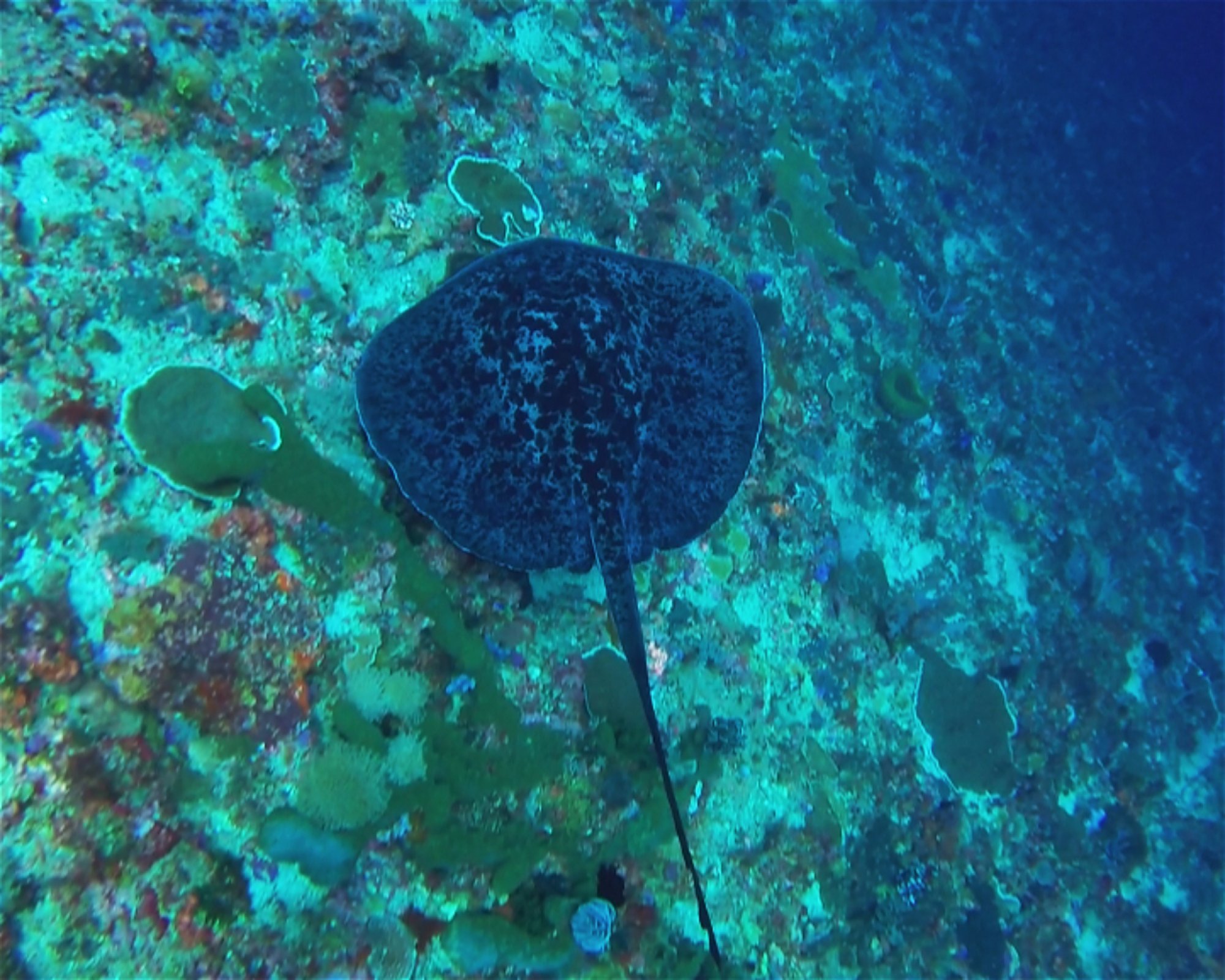 BALI FUN DIVING, 80224 Denpasar Selatan