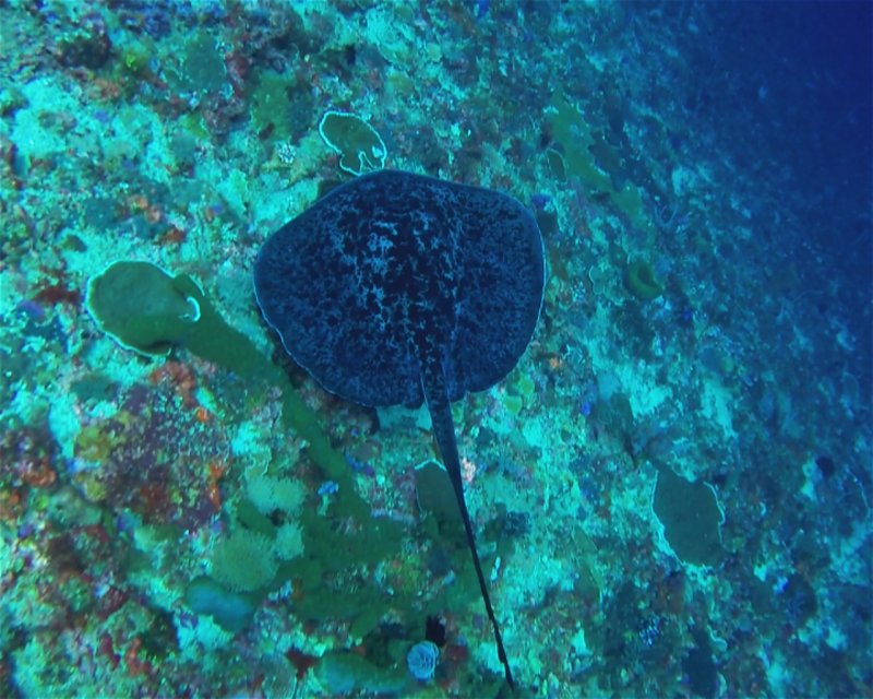 Divesite Image