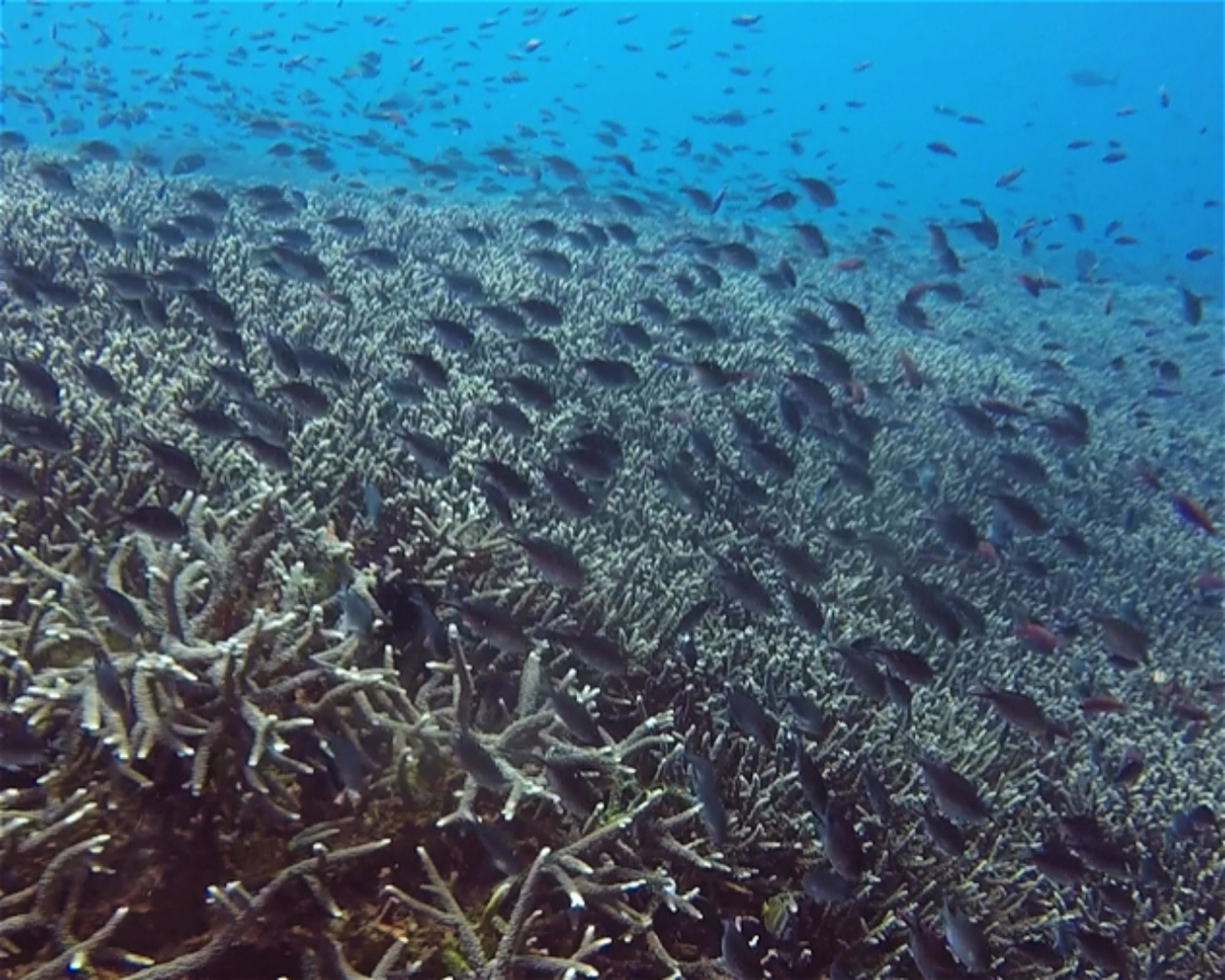 BALI FUN DIVING, 80224 Denpasar Selatan