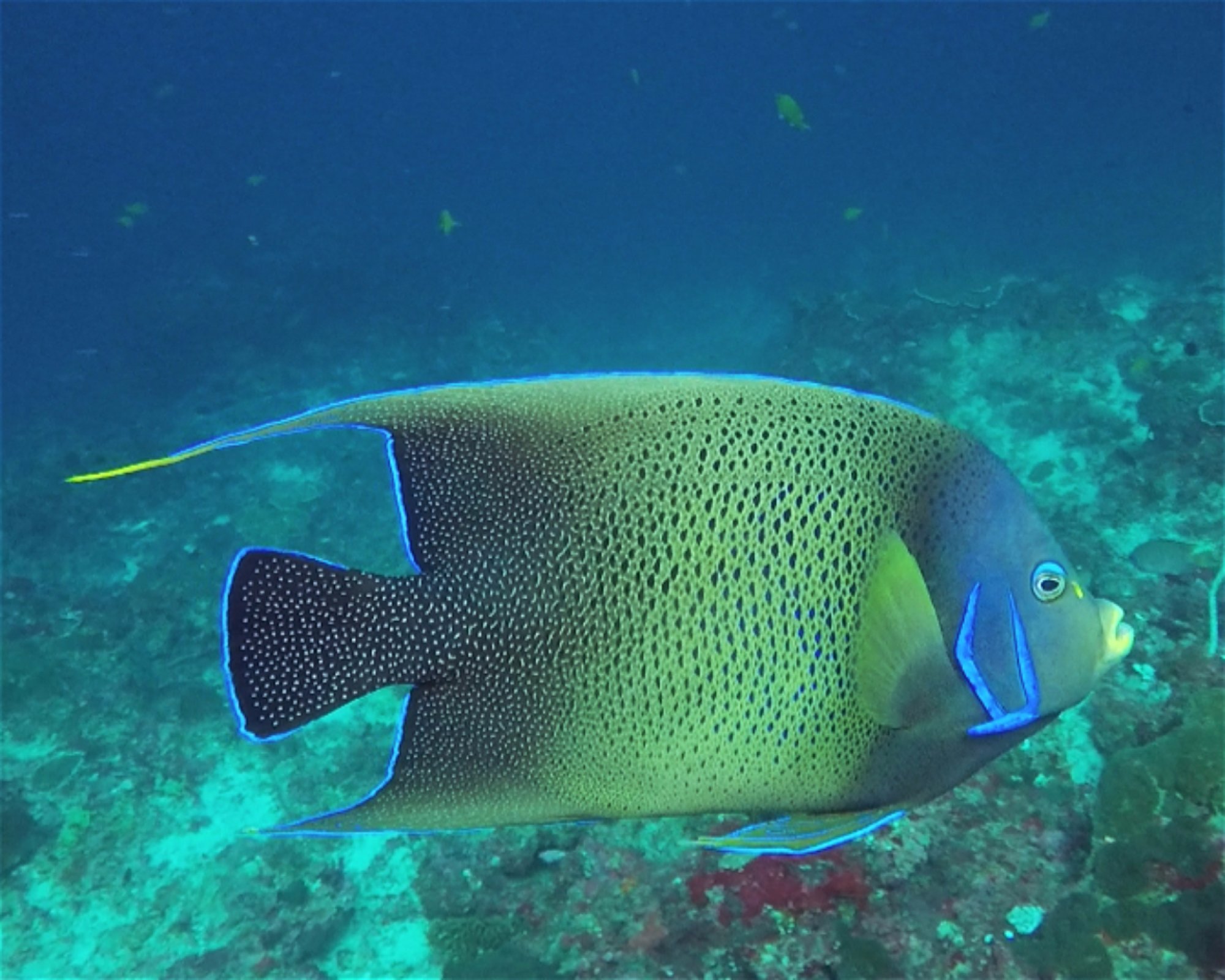 BALI FUN DIVING, 80224 Denpasar Selatan