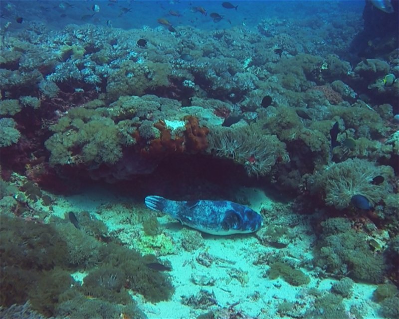Divesite Image