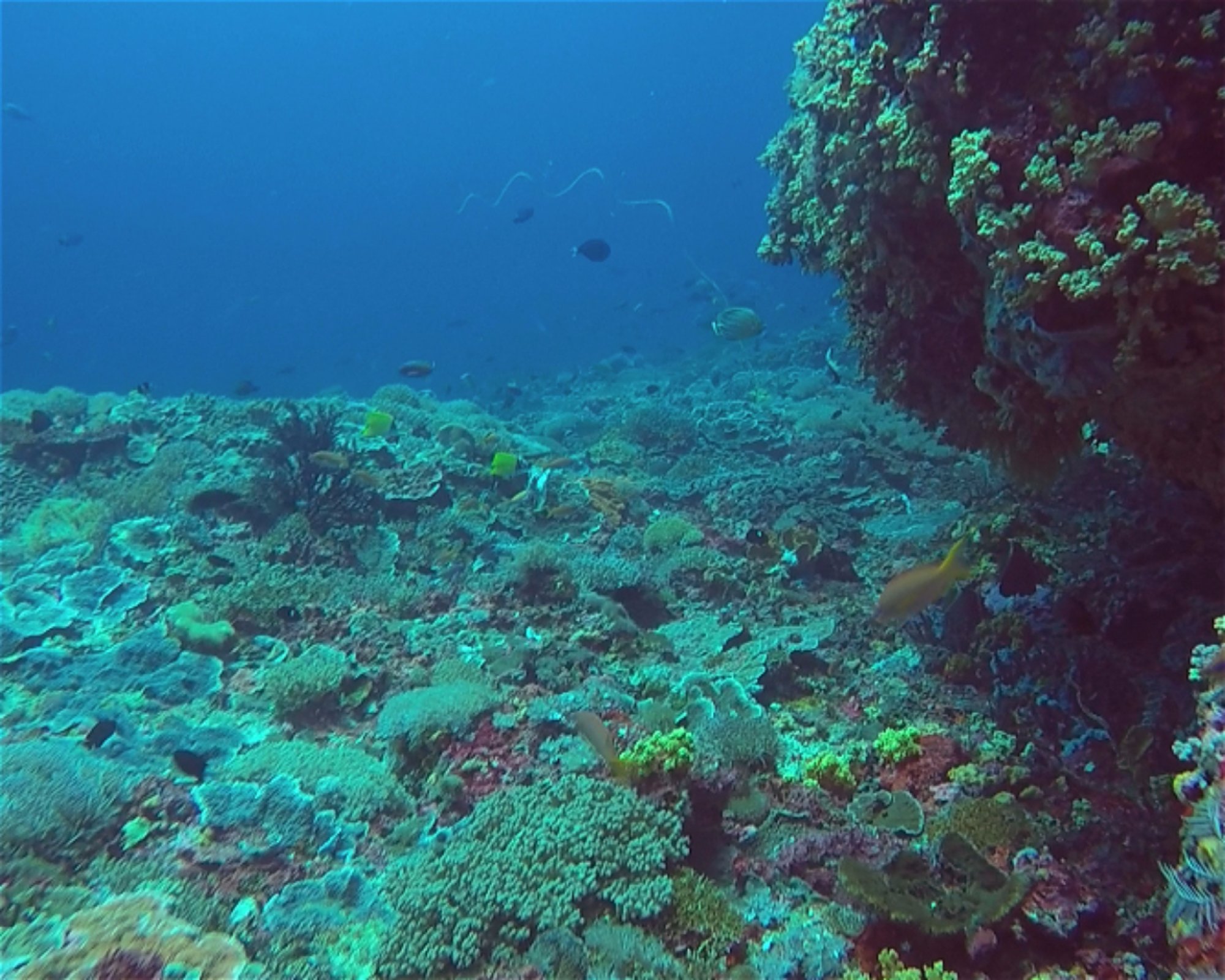 BALI FUN DIVING, 80224 Denpasar Selatan