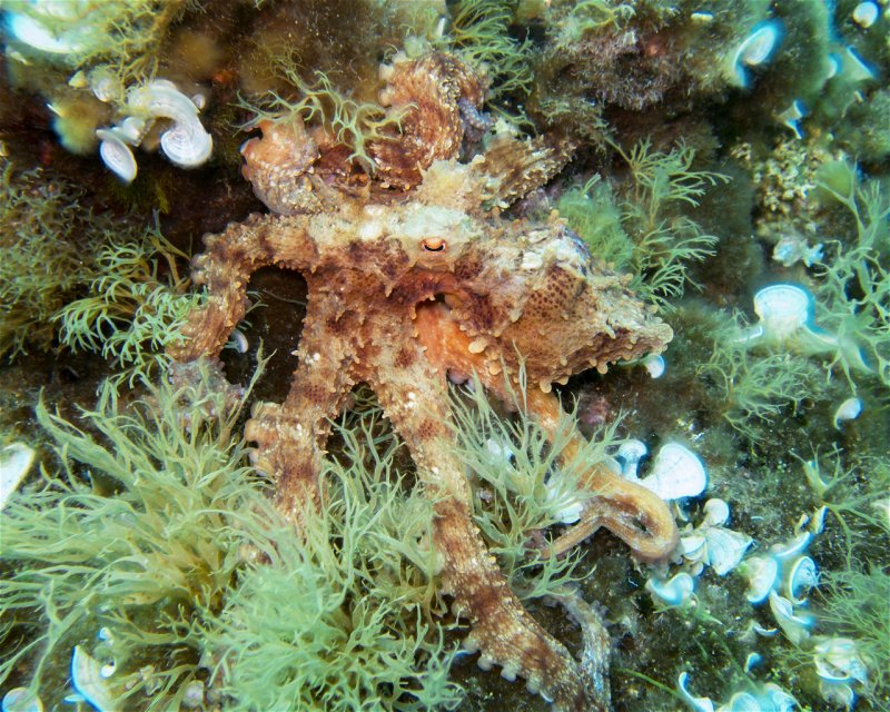 Divesite Image
