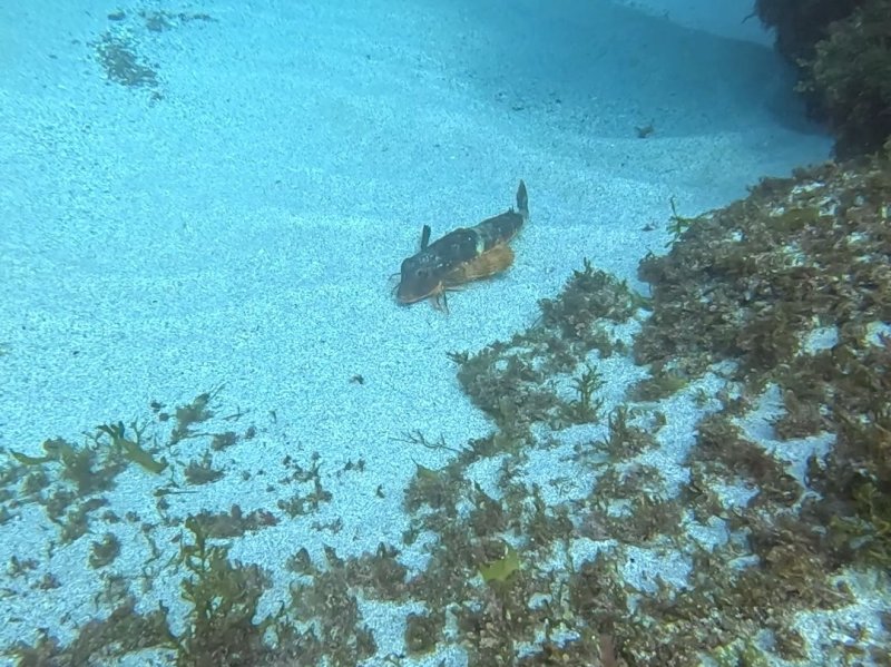 Divesite Image