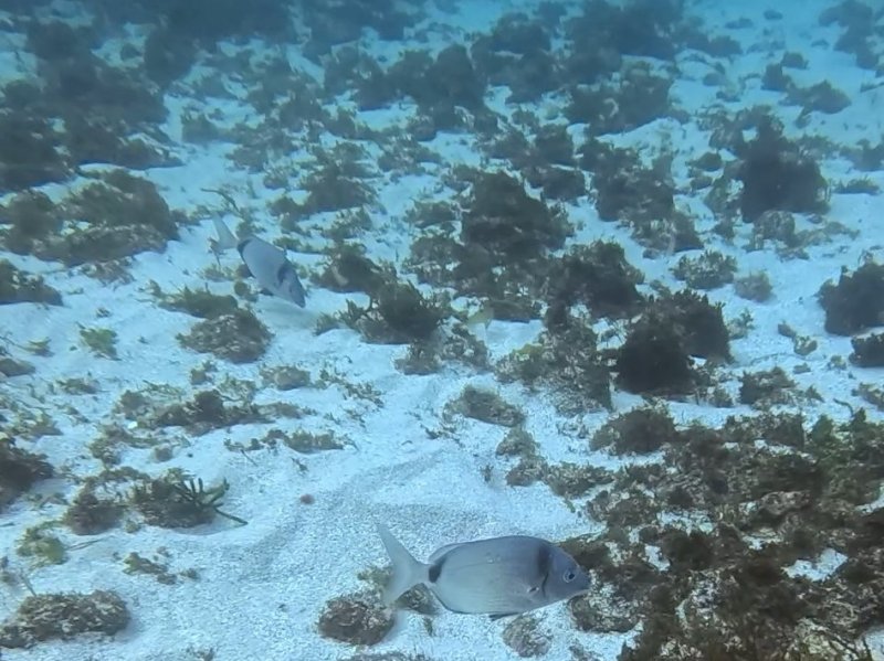Divesite Image
