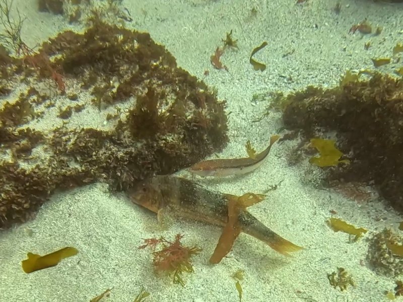 Divesite Image