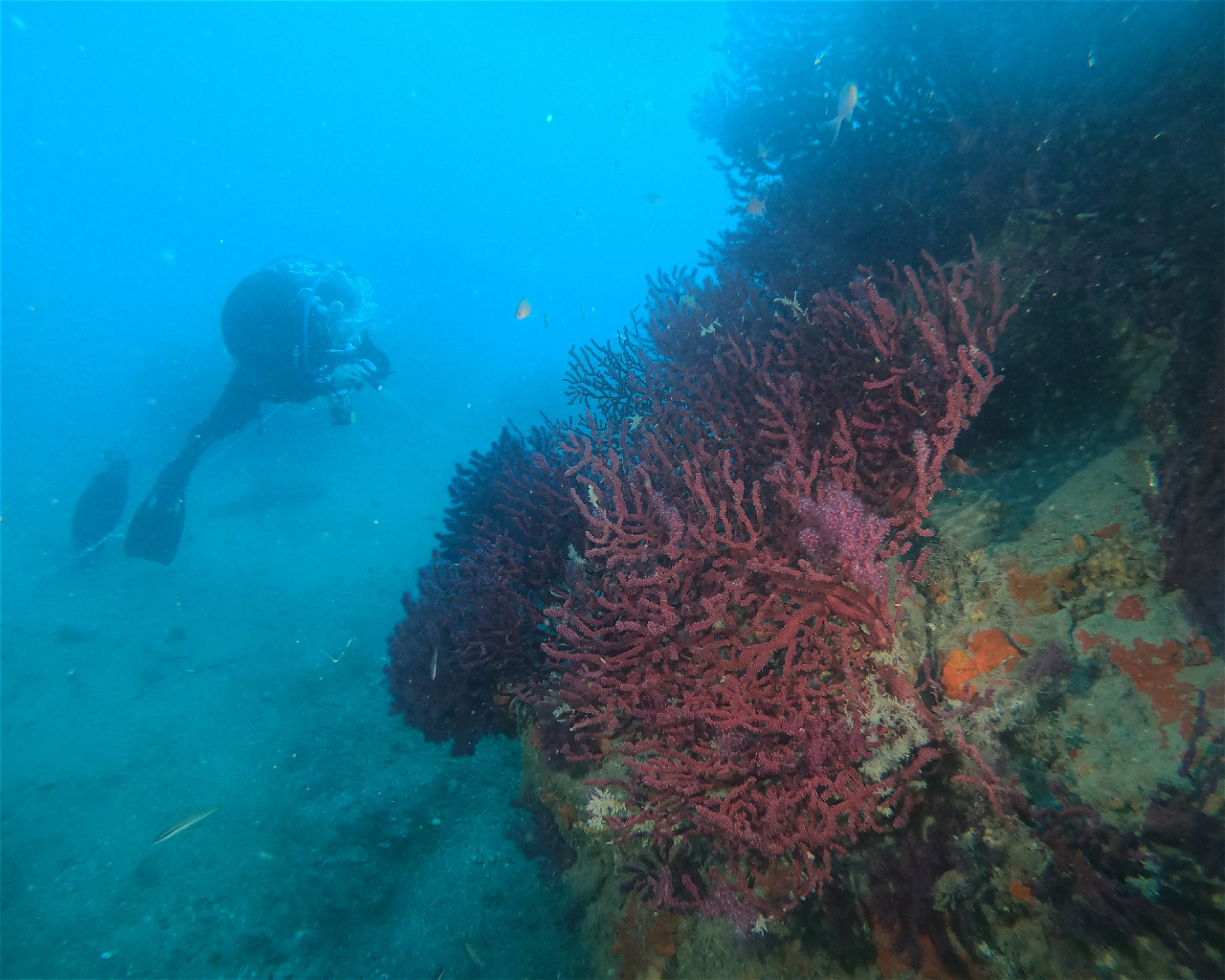 DIVING CENTER SERVICE NEREO SUB, 17028 SPOTORNO