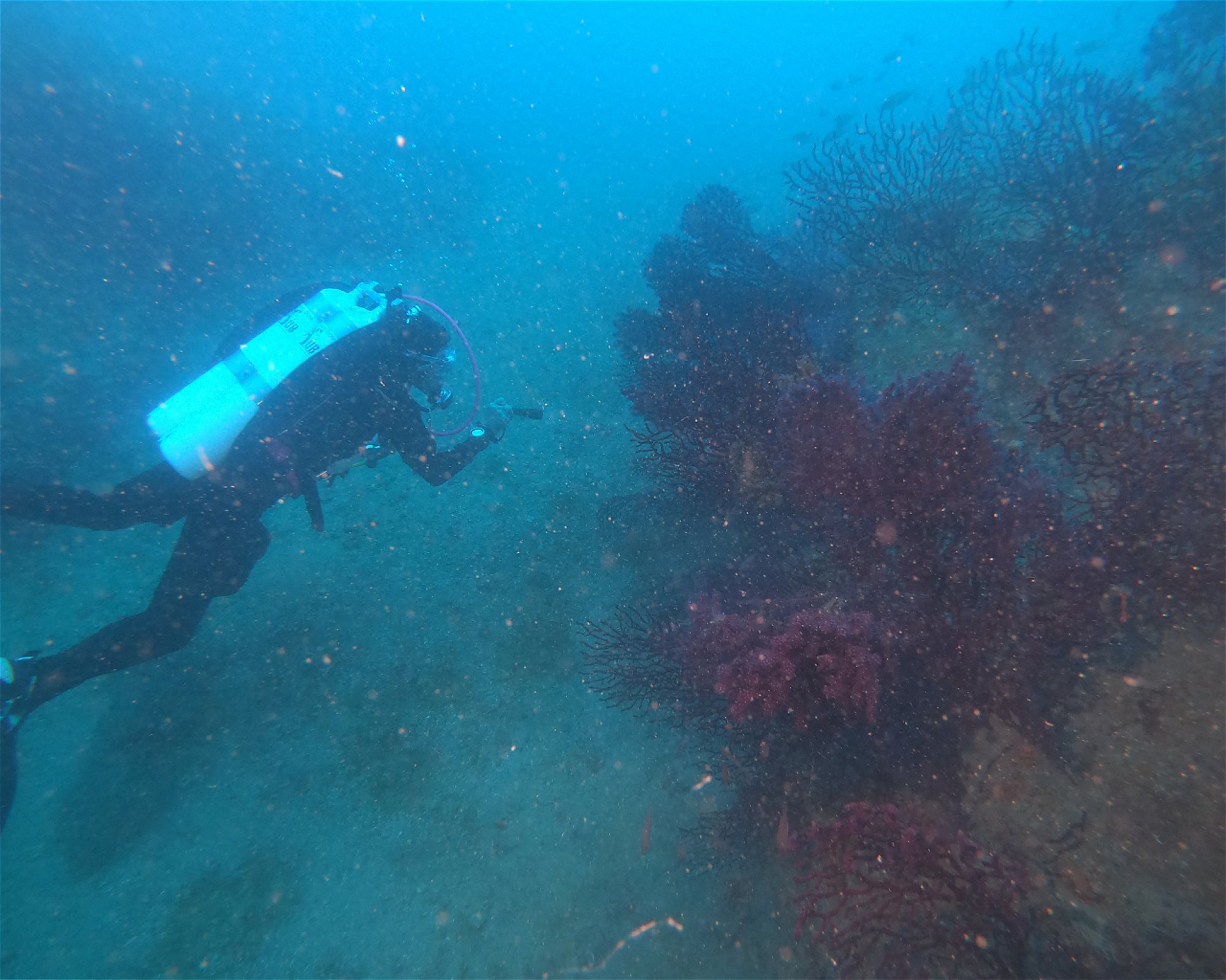 DIVING CENTER SERVICE NEREO SUB, 17028 SPOTORNO