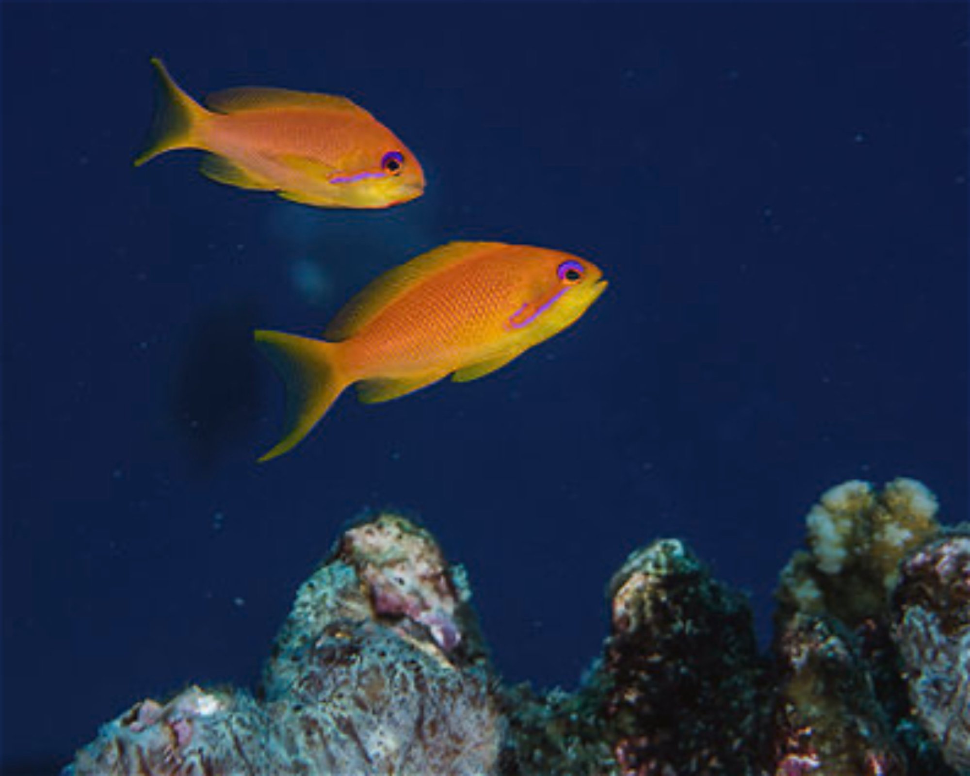 BLUE SEA DIVERS, 0000 MAHE