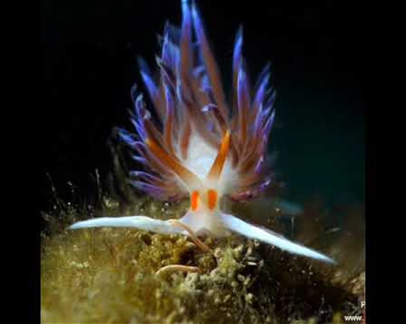 Divesite Image