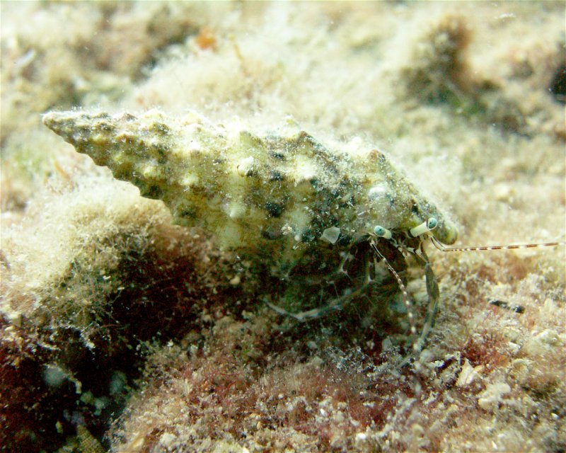 Divesite Image