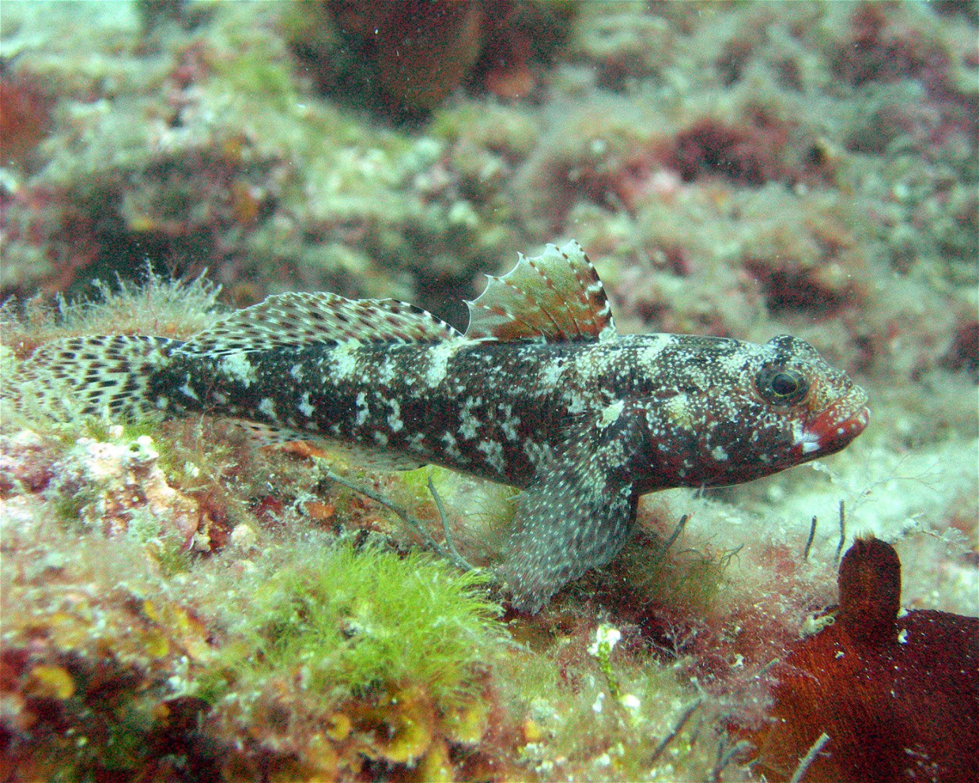 Dive City, 51260 Crikvenica