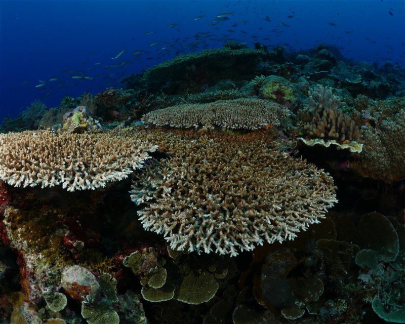 Divesite Image