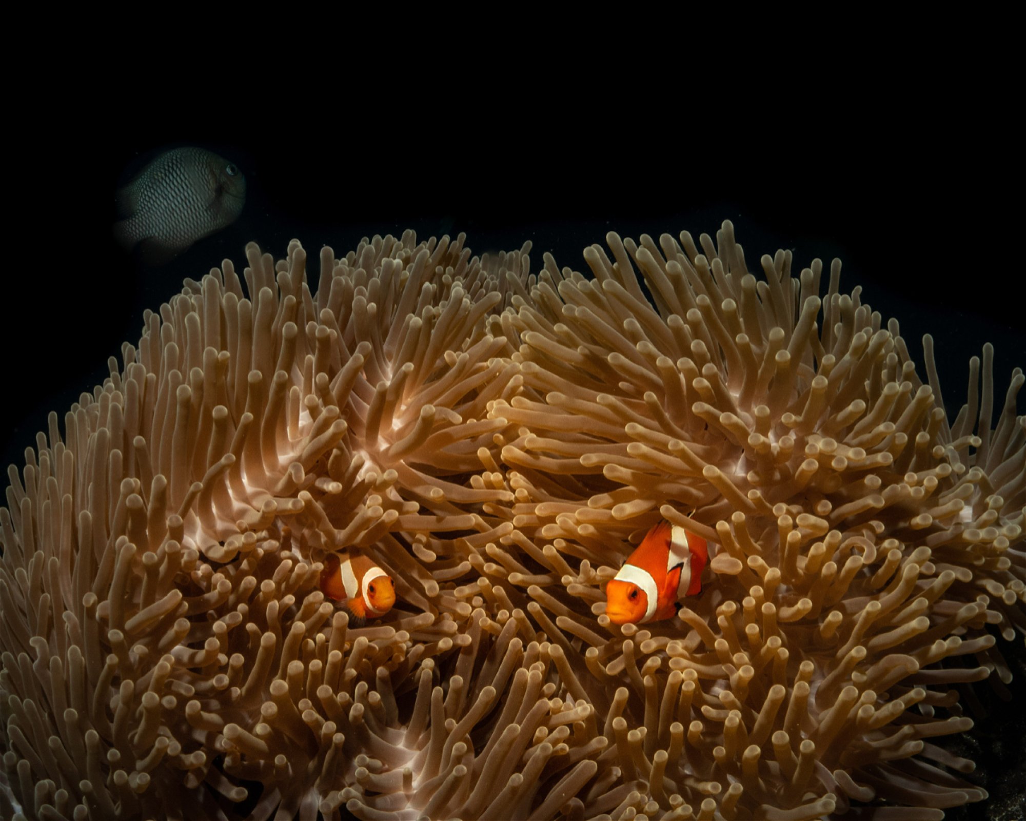 MANTA DIVE, Gili Trawangan