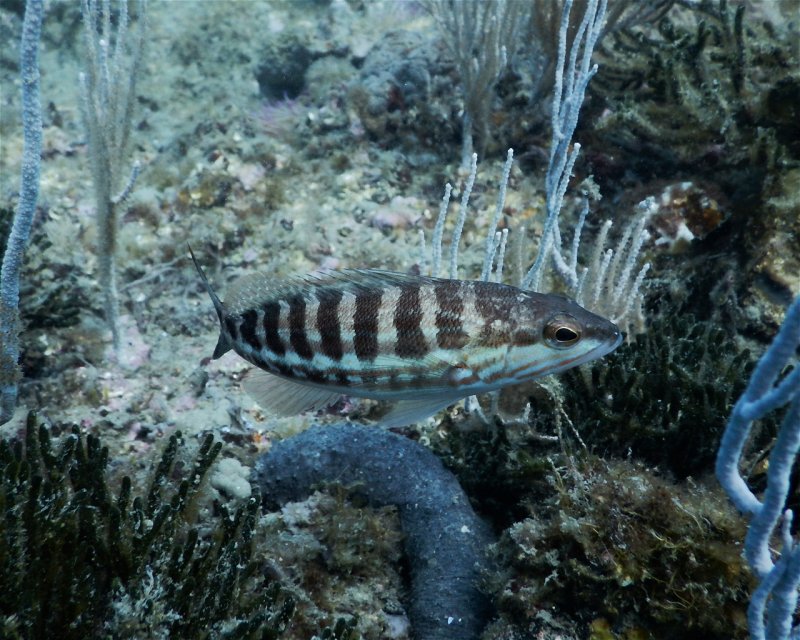 Divesite Image