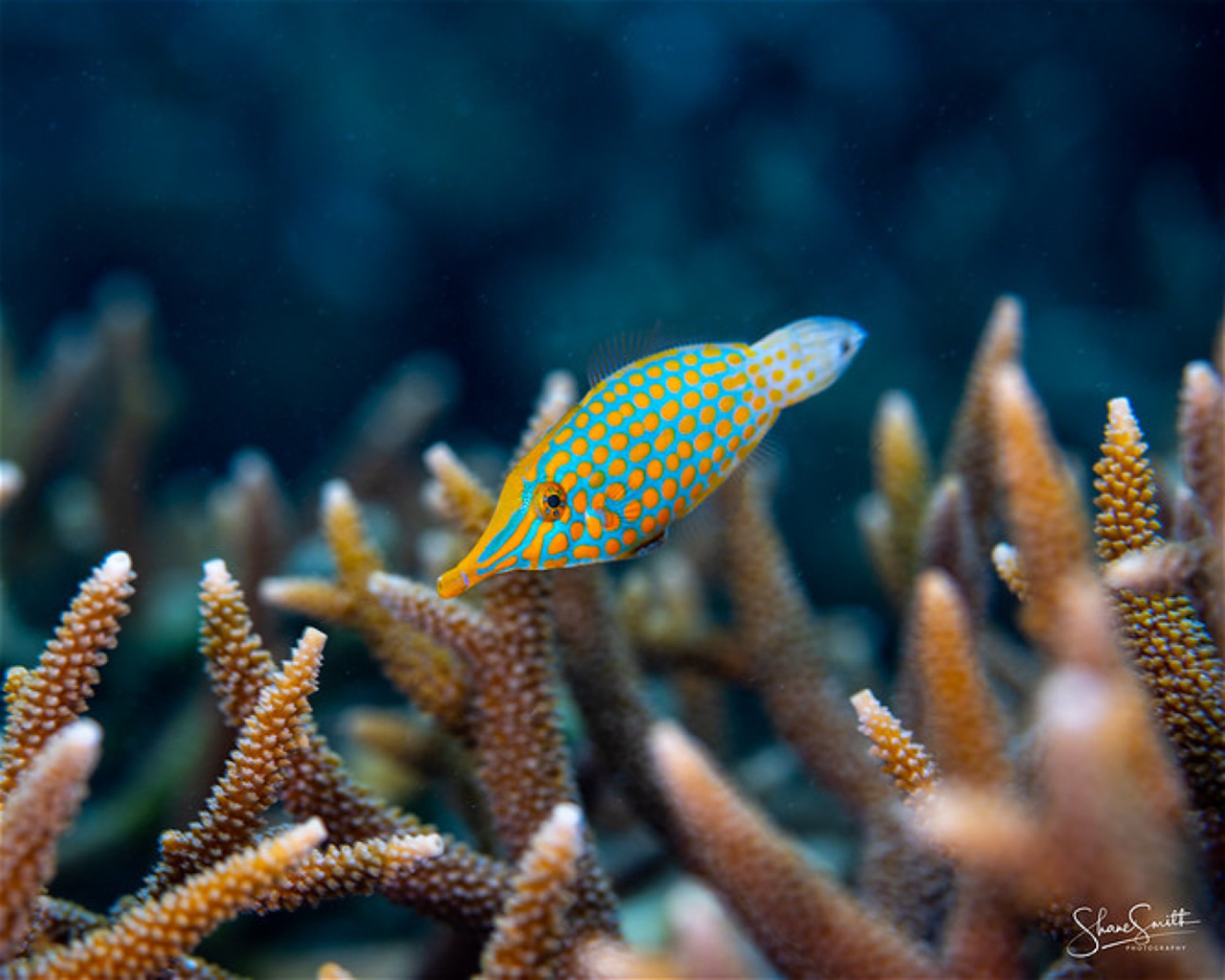 REEF SAFARI FIJI, 0000 NADI