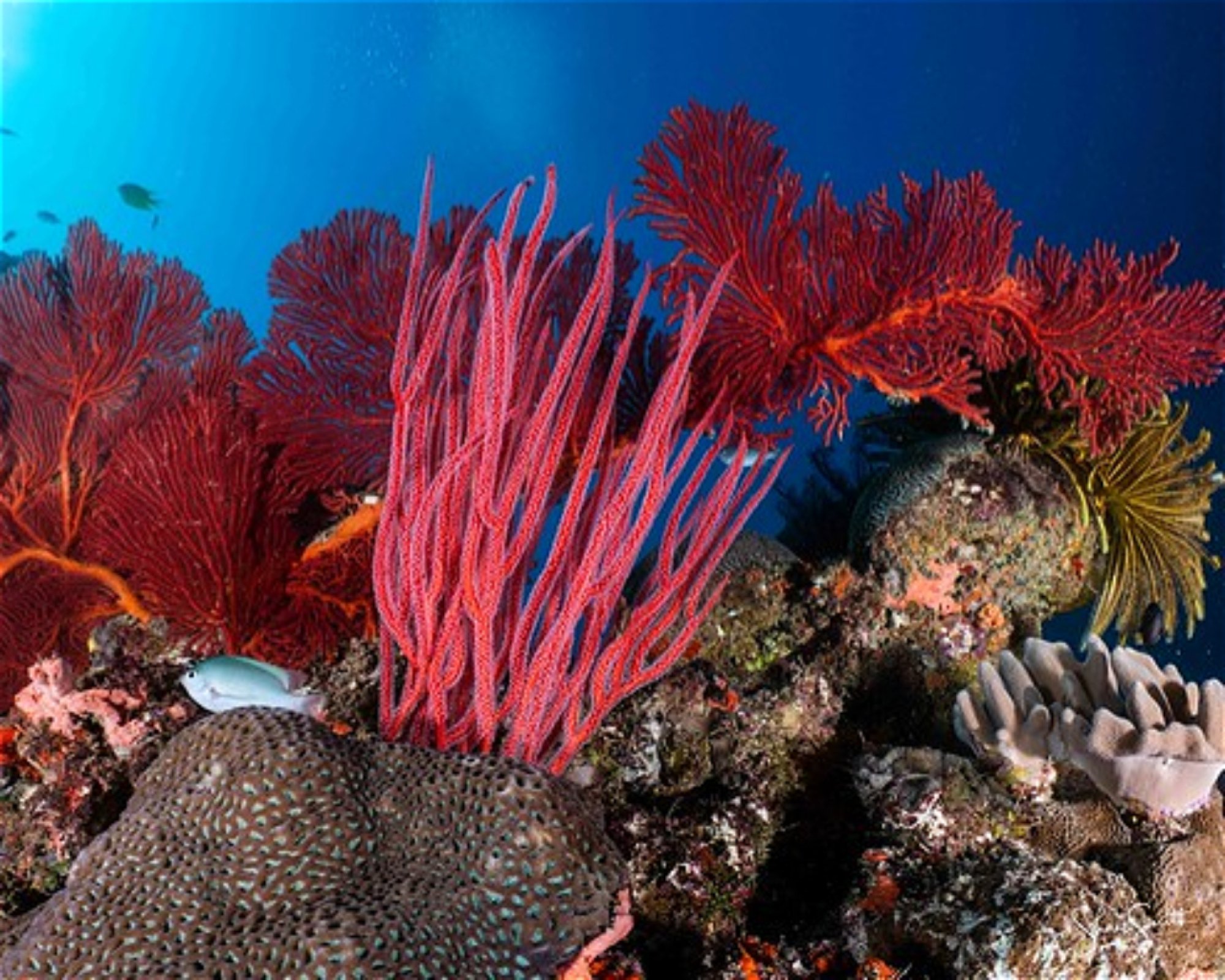REEF SAFARI FIJI, 0000 NADI