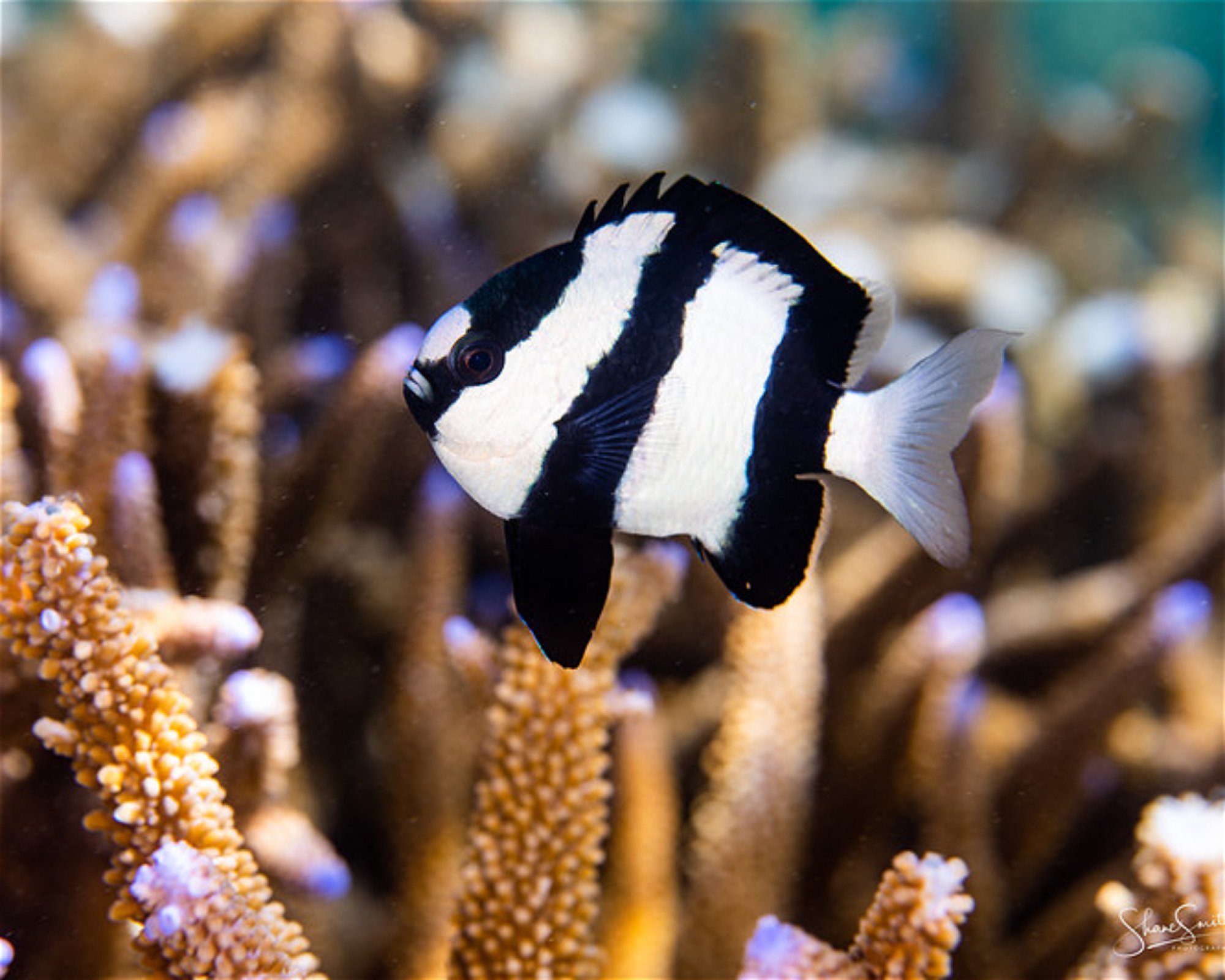 REEF SAFARI FIJI, 0000 NADI
