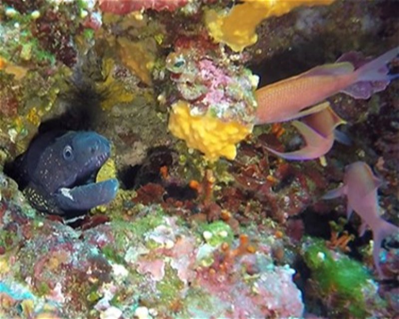 Divesite Image