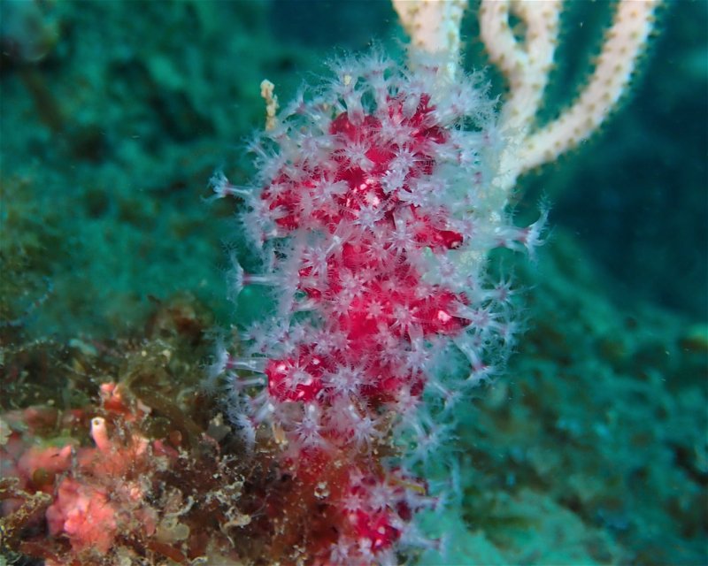 Divesite Image