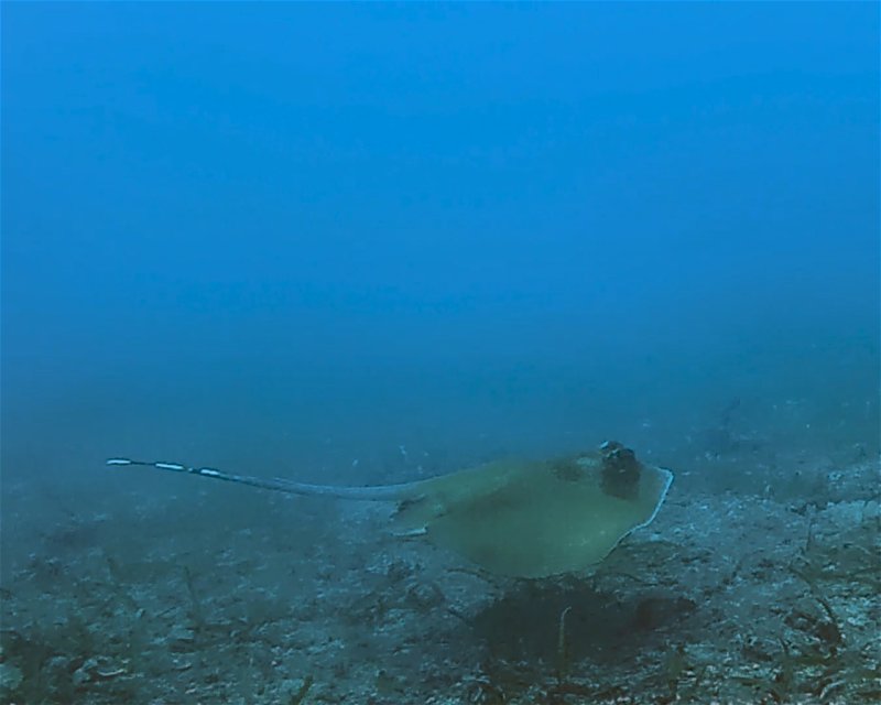 Divesite Image