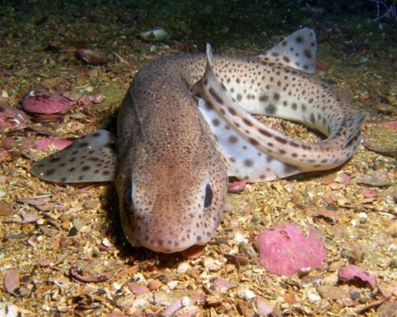 Divesite Image
