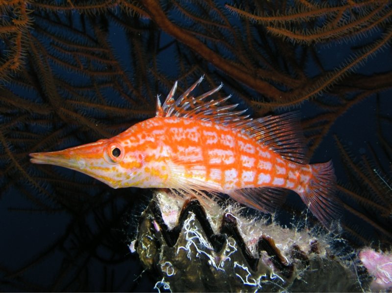Divesite Image