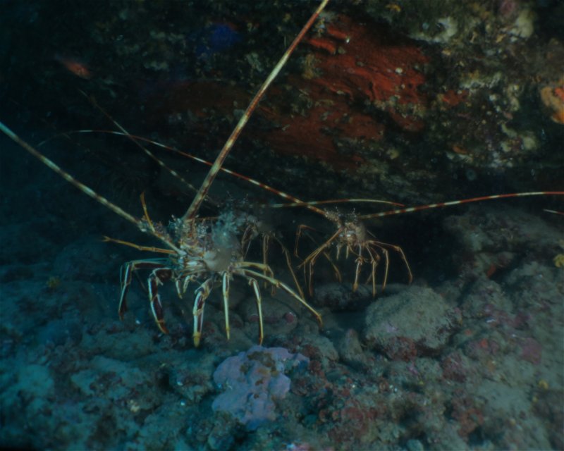 Divesite Image
