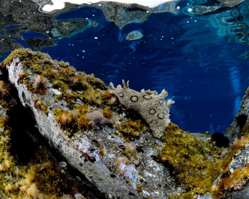 Divesite Image