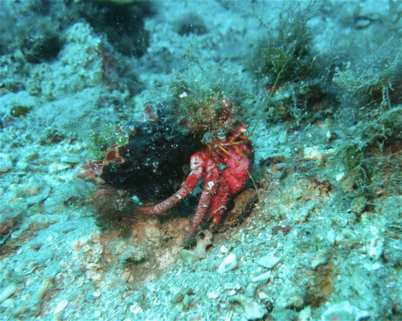 Divesite Image