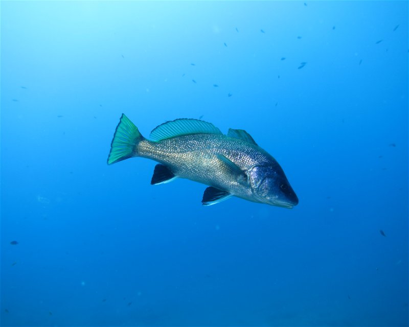 Divesite Image