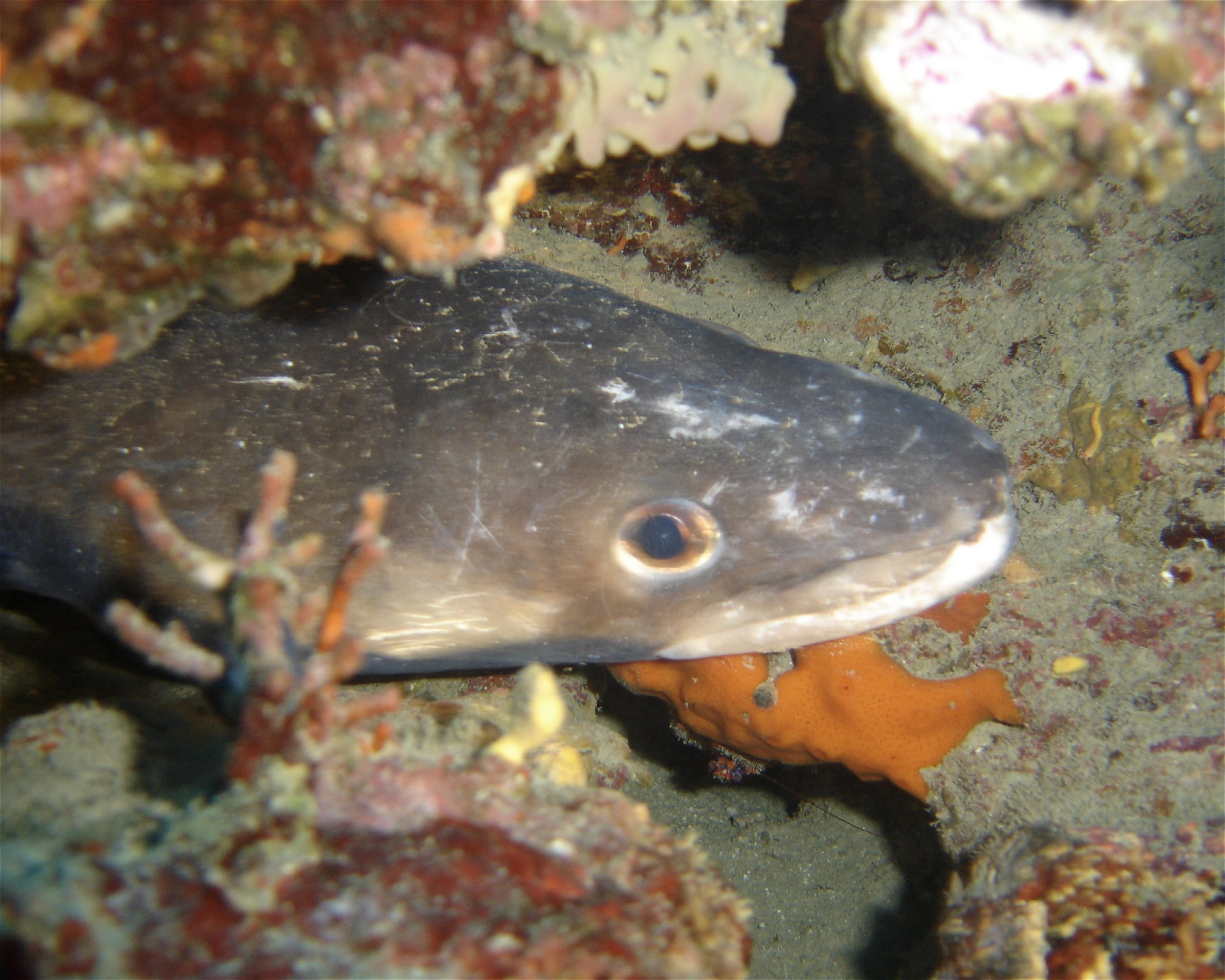 NICE DIVING, 06300 NICE
