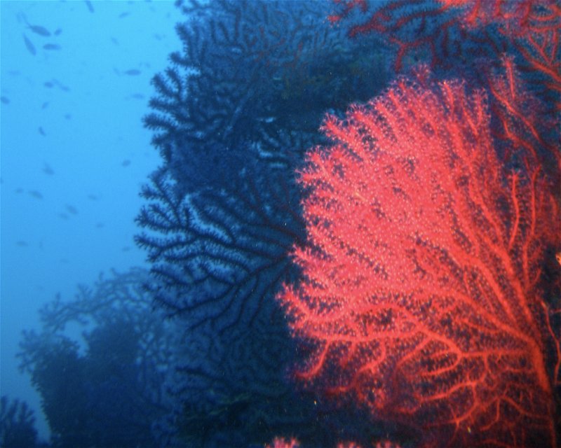 Divesite Image