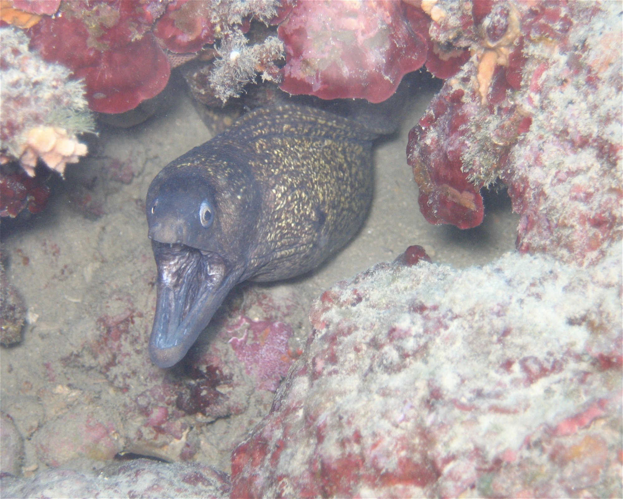 NICE DIVING, 06300 NICE