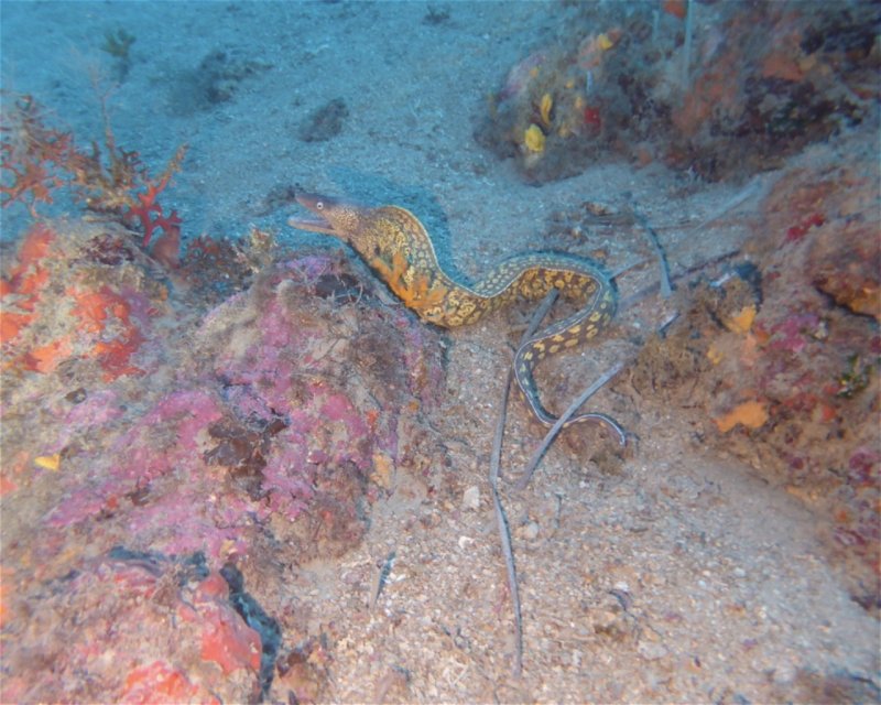 Divesite Image