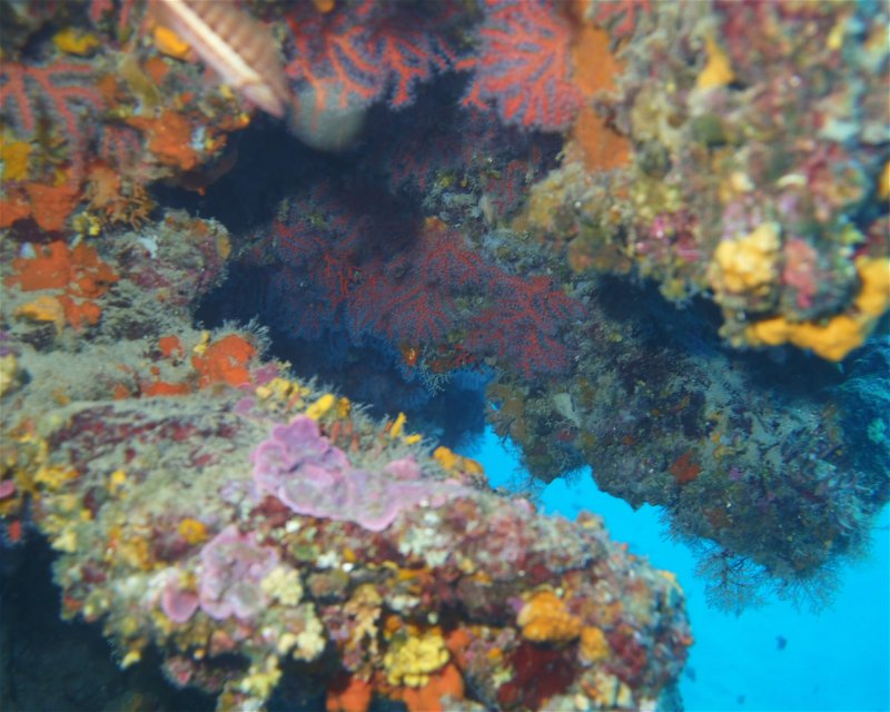 Divesite Image
