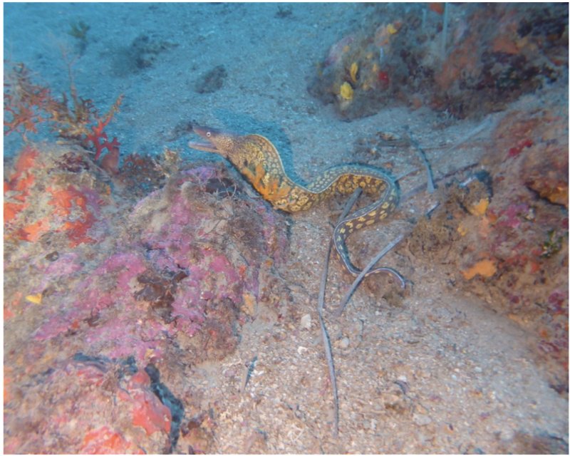 Divesite Image