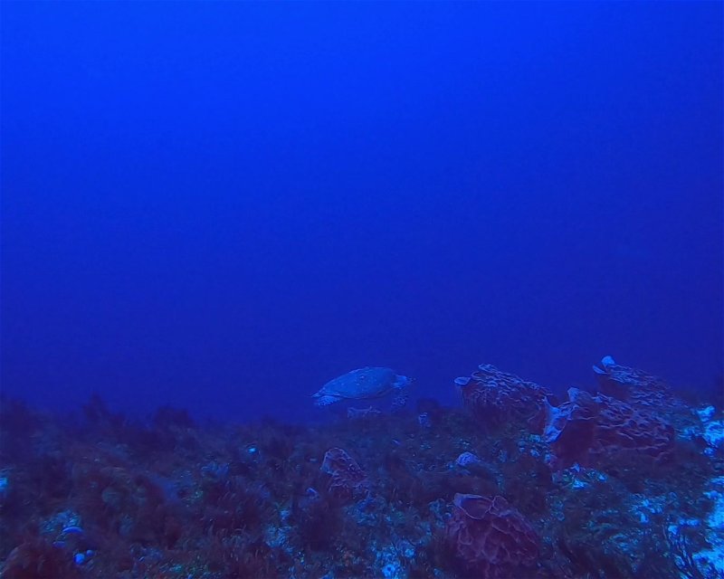 Divesite Image