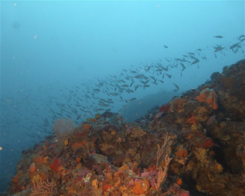 Divesite Image