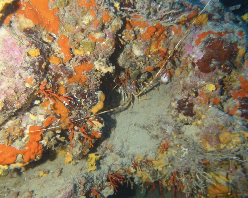 Divesite Image