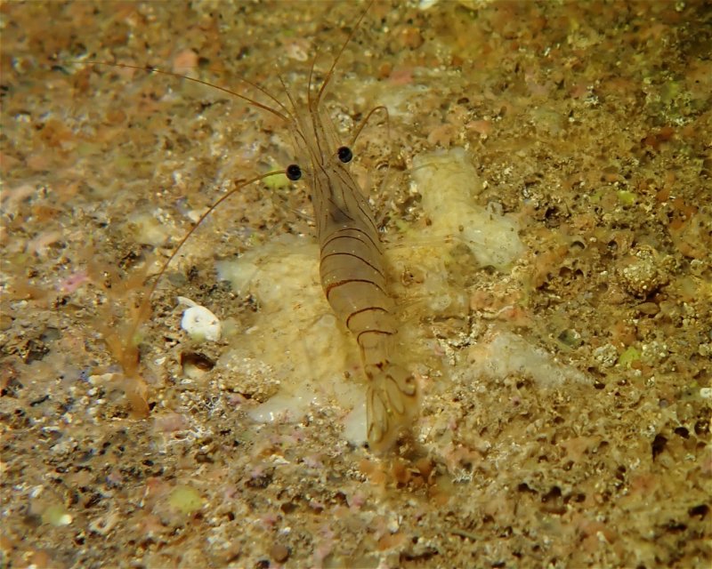 Divesite Image