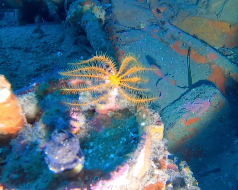 Divesite Image