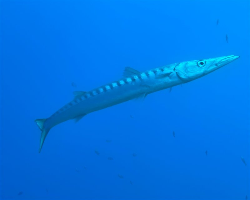 Divesite Image