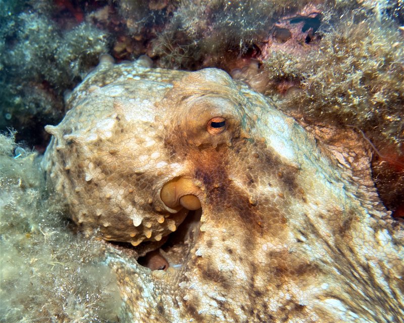 Divesite Image