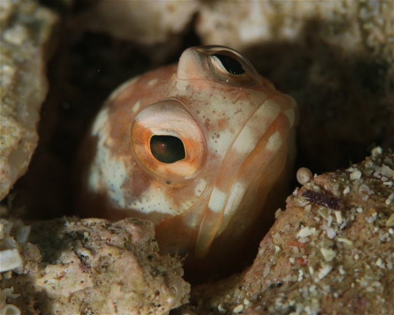 Divesite Image
