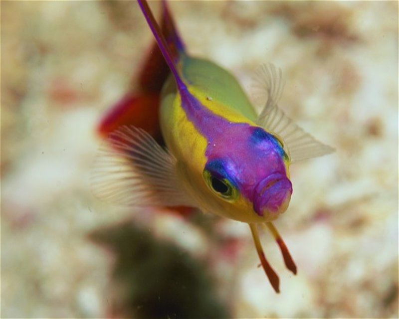 Divesite Image