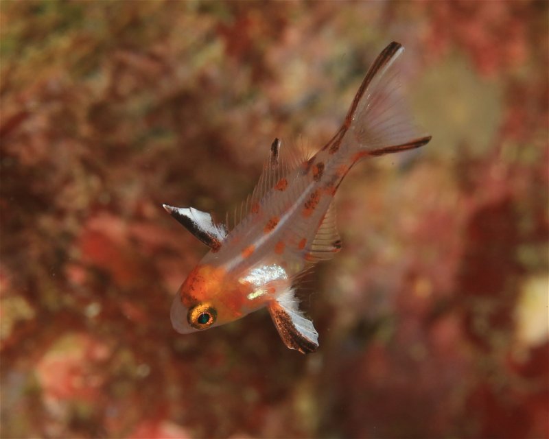 Divesite Image