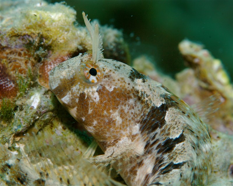 Divesite Image