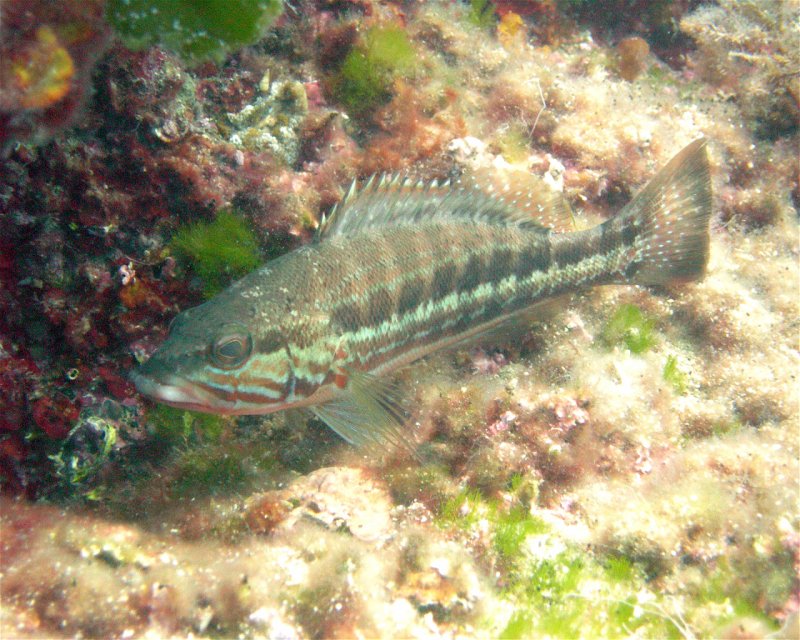 Divesite Image